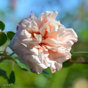 バラ　ルーベンス（Rubens）｜花の手帖のバラ図鑑