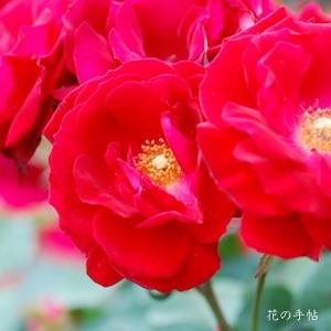 バラ　ルビーリップス｜花の手帖のバラ図鑑