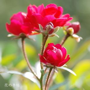 バラ　ルフス（Rufus）｜花の手帖のバラ図鑑