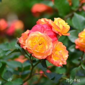 バラ　ルンバ（Rumba）｜花の手帖のバラ図鑑