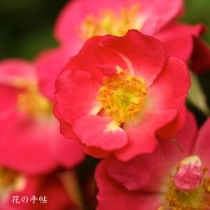 バラ　ルポ（Lupo）｜花の手帖のバラ図鑑