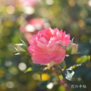 バラ　るる（Ruru）｜花の手帖のバラ図鑑