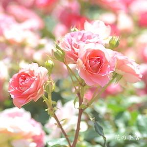 バラ　るる（Ruru）｜花の手帖のバラ図鑑