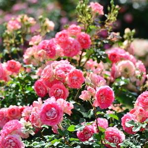 バラ　るる（Ruru）｜花の手帖のバラ図鑑