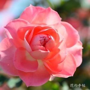 バラ　るる（Ruru）｜花の手帖のバラ図鑑