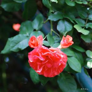 バラ　つるルスティカーナ（Rusticana, Cl.）｜花の手帖のバラ図鑑