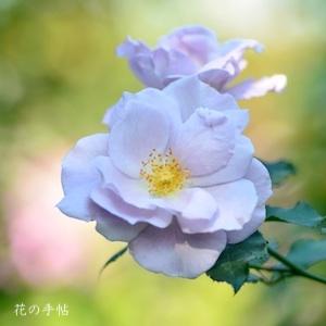 バラ　リョウ（涼）｜花の手帖のバラ図鑑