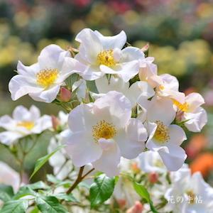 バラ サリーホルムズ｜花の手帖の薔薇図鑑