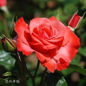 バラ　サン アントニオ（San Antonio）｜花の手帖のバラ図鑑