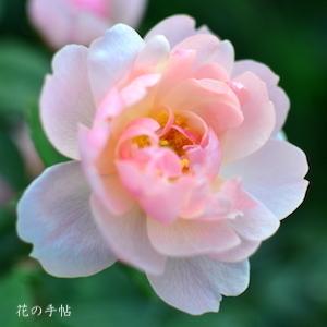 バラ　スキャボロー フェア（Scarborough Fair）｜花の手帖のバラ図鑑