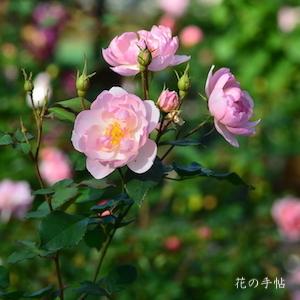 バラ　スキャボロー フェア（Scarborough Fair）｜花の手帖のバラ図鑑