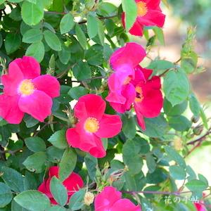 バラ　スカーレットファイヤー（Scarlet Fire）｜花の手帖のバラ図鑑