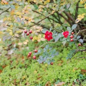 バラ　スカーレット メイディランド（Scarlet Meidilland）｜花の手帖のバラ図鑑