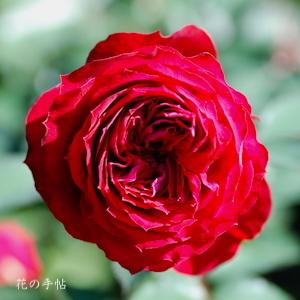 バラ　スカーレット オベーション（Scarlet Ovation）｜花の手帖のバラ図鑑