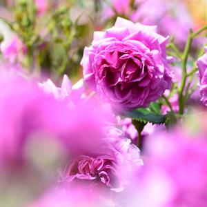 バラ　センテッドエアー｜花の手帖のバラ図鑑