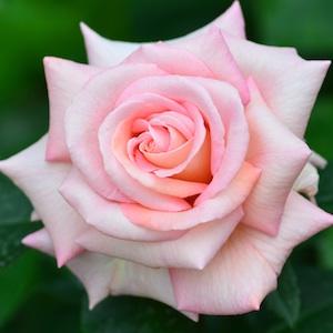 バラ　センセーション（Scent-sation）｜花の手帖のバラ図鑑