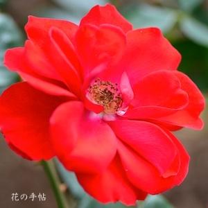 バラ　シュロスマンハイム（Schloss Mannheim）｜花の手帖のバラ図鑑