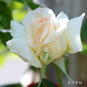 バラ　シュネーバルツァー（Schneewalzer）｜花の手帖のバラ図鑑