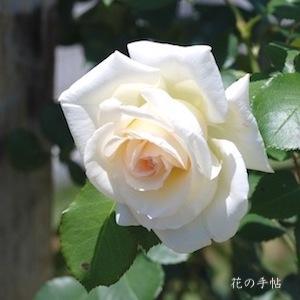 バラ　シュネーバルツァー（Schneewalzer）｜花の手帖のバラ図鑑