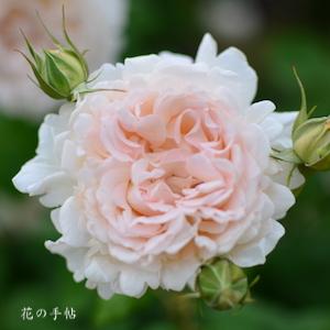 バラ　セバスティアン クナイプ｜花の手帖のバラ図鑑