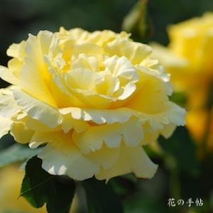 バラ　セイコオ（星光）｜花の手帖のバラ図鑑