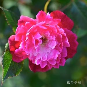 バラ　セラティペタラ（Serratipetala）｜花の手帖のバラ図鑑