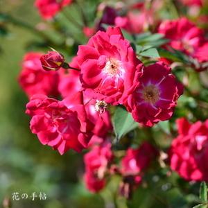 バラ　セラティペタラ（Serratipetala）｜花の手帖のバラ図鑑