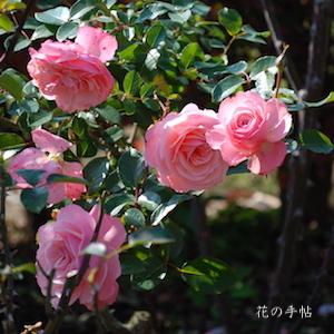 バラ　セクシー レキシー（Sexy Rexy）｜花の手帖のバラ図鑑