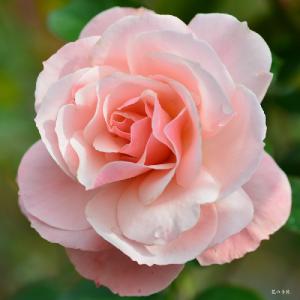 バラ　セクシー レキシー（Sexy Rexy）｜花の手帖のバラ図鑑