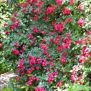 バラ　シワ（Siwa）｜花の手帖のバラ図鑑