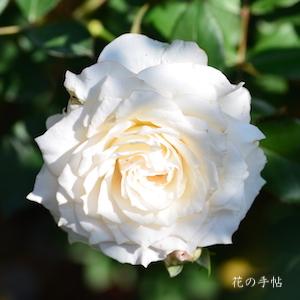 バラ　シンジュガイ（真珠貝）｜花の手帖のバラ図鑑