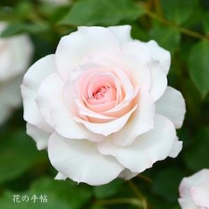 バラ　シンジュガイ（真珠貝）｜花の手帖のバラ図鑑