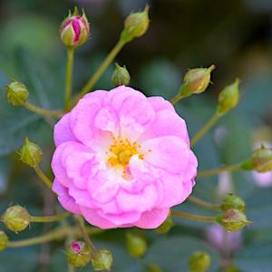 バラ　シヨウ（紫陽）｜花の手帖のバラ図鑑