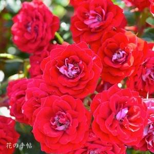 バラ　ショートケーキ（Shortcake）｜花の手帖のバラ図鑑