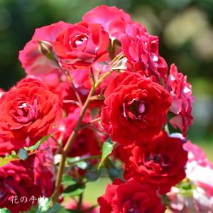 バラ　ショートケーキ（Shortcake）｜花の手帖のバラ図鑑