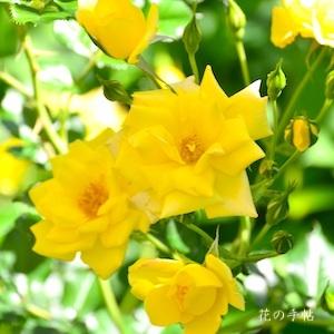 バラ　ショウミー サンシャイン（Showmee Sunshine）｜花の手帖のバラ図鑑