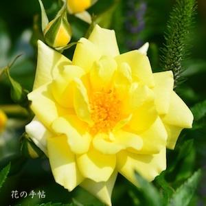 バラ　｜花の手帖のバラ図鑑