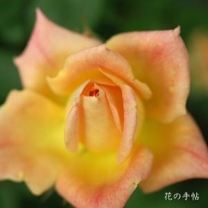 バラ　シルクハット（Silk Hat）｜花の手帖のバラ図鑑