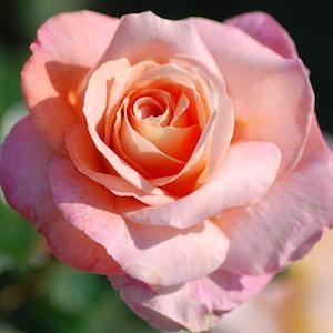 バラ　シルバ（Silva）｜花の手帖のバラ図鑑