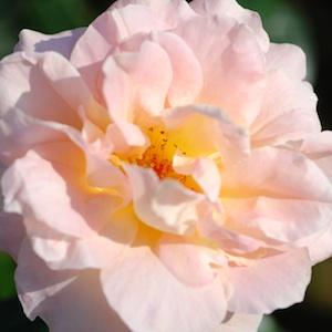 バラ　シルバ（Silva）｜花の手帖のバラ図鑑