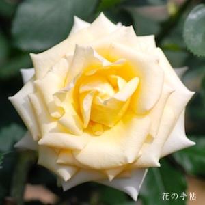 バラ　シンプリー ヘブン（Simply Heaven）｜花の手帖のバラ図鑑