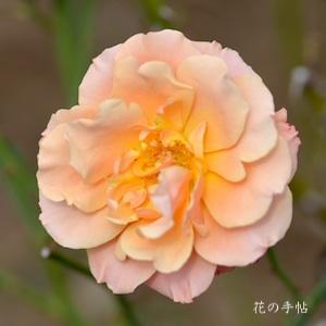 バラ　シンギン イン ザ レイン（Singin' in the Rain）｜花の手帖のバラ図鑑