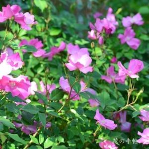 バラ　シングル ピンク チャイナ（Single Pink China）｜花の手帖のバラ図鑑