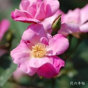 バラ　シングル ピンク チャイナ（Single Pink China）｜花の手帖のバラ図鑑