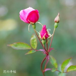 バラ　シングル ピンク チャイナ（Single Pink China）｜花の手帖のバラ図鑑