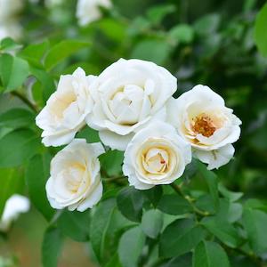 バラ　シリウス（Sirius）｜花の手帖のバラ図鑑