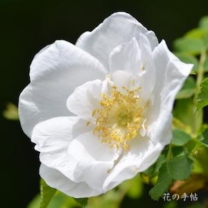 バラ　シロタカネバラ｜薔薇 白高嶺バラ｜花の手帖のバラ図鑑