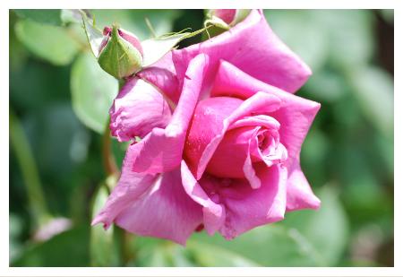 バラ　バラ　ツル シウン（紫雲）（ROSE　Siun, Cl.）｜花の手帖のバラ図鑑