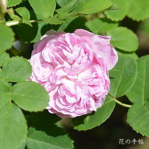 バラ　シワ（Siwa）｜花の手帖のバラ図鑑