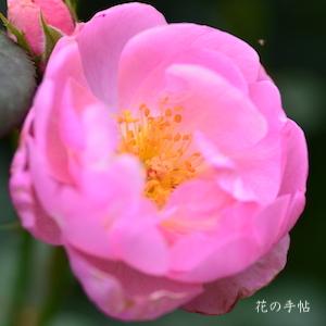 バラ　スカイラーク（Skylark）｜花の手帖のバラ図鑑